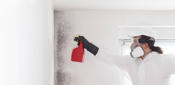 Professional Mold Removal in Dayton, TX